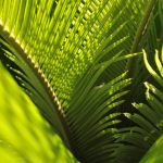 Picture of green palm fronds.